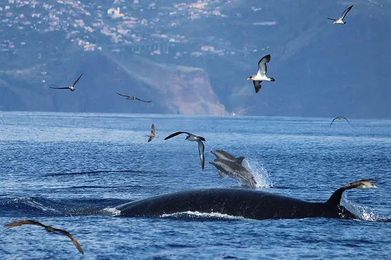 Madeira bálnales