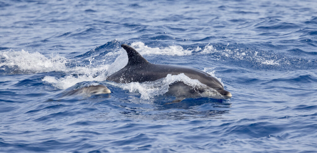 Palackorrú delfin